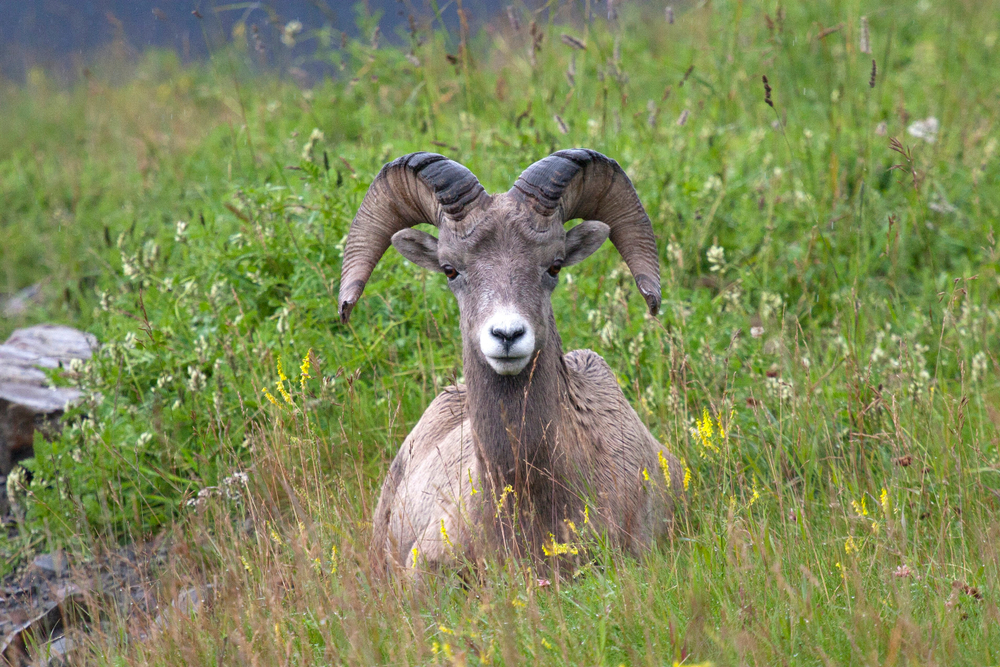 Bighorn Sheep