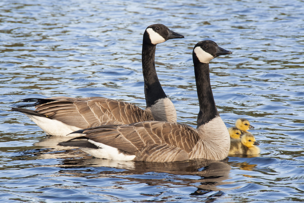 Canada Goose