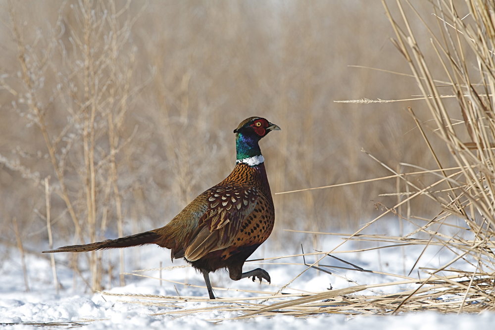 Pheasant