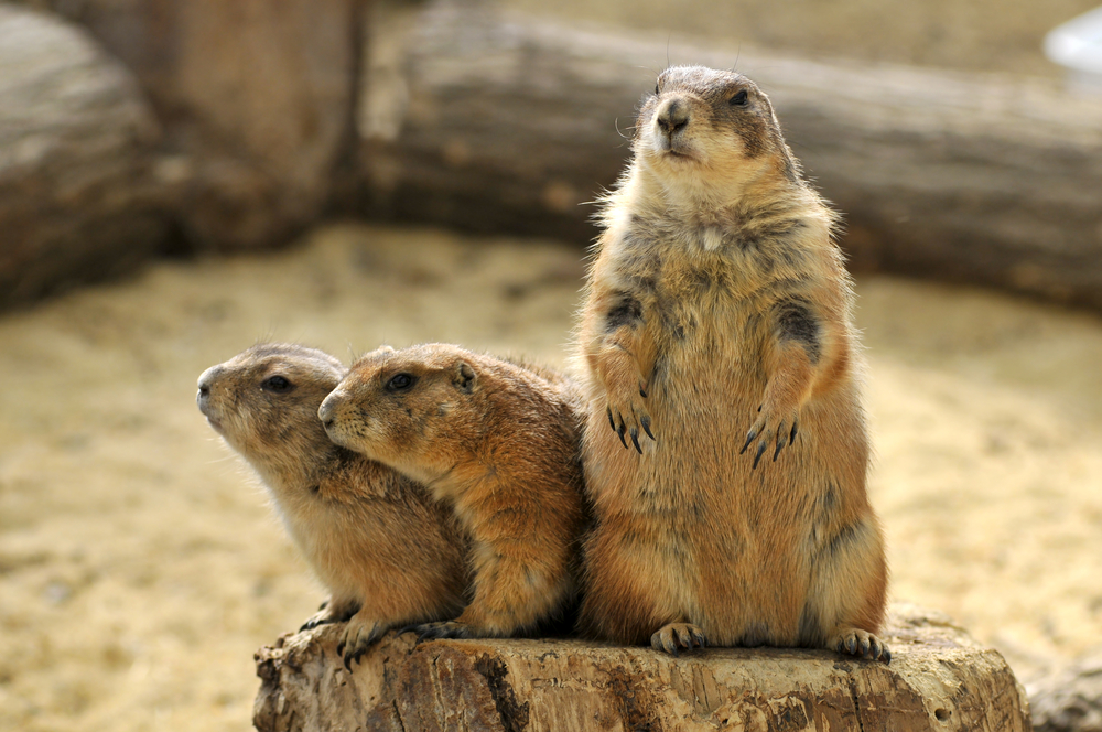 Prairie Dog