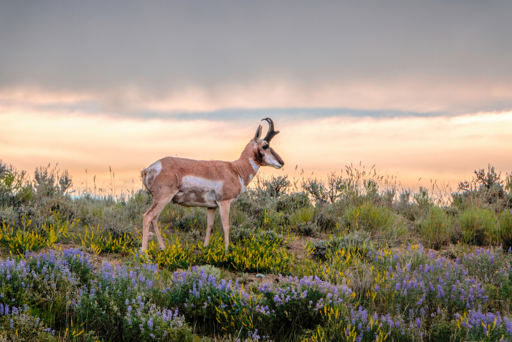 Pronghorn