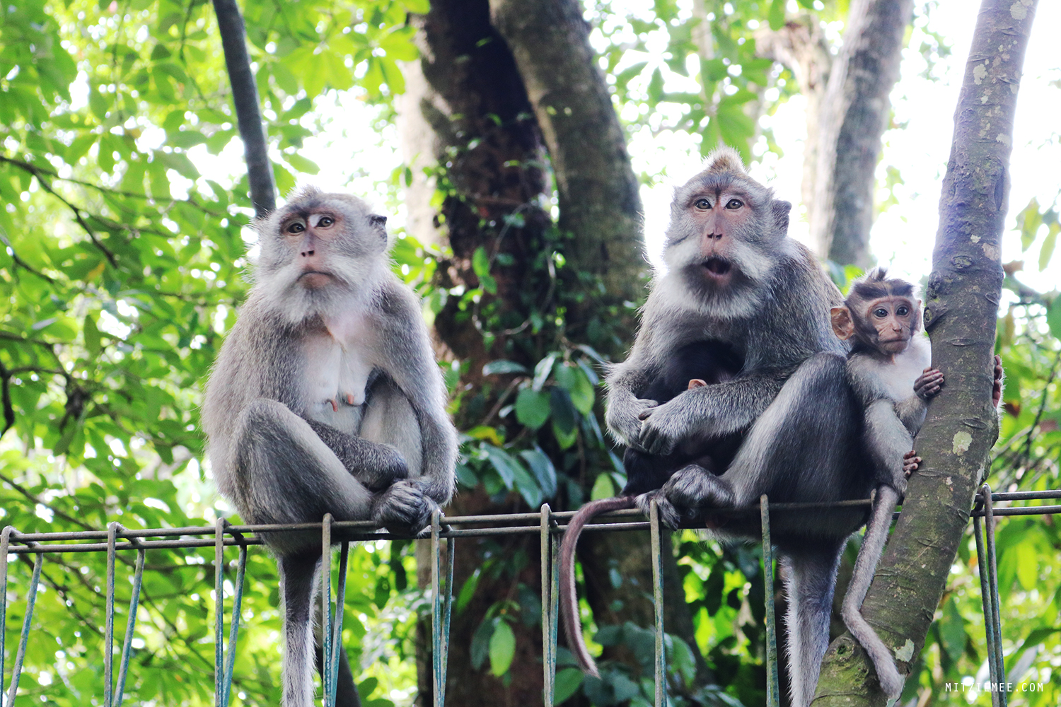 Ubud Monkey Forest, Bali