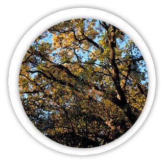 trees icon