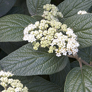 Allegheny Viburnum