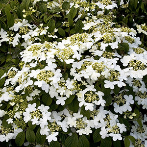 Summer Snowflake Viburnum