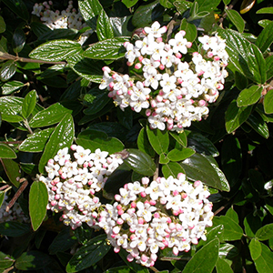 Burkwood Viburnum