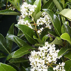 Chindo Sweet Viburnum