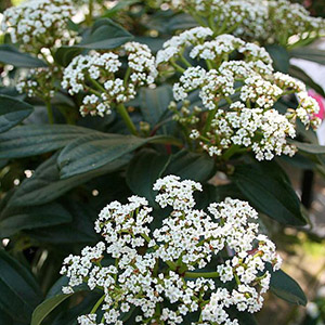 David Viburnum