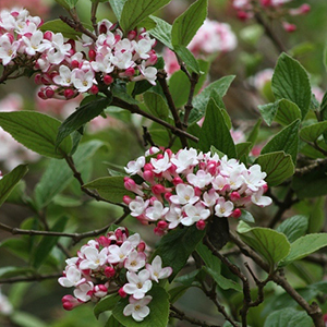 Korean Spice Viburnum