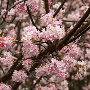 Pink Dawn Viburnum