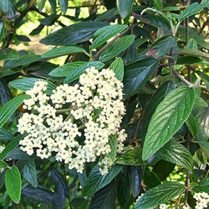 Prague Viburnum