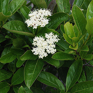 Winterthur Smooth Viburnum