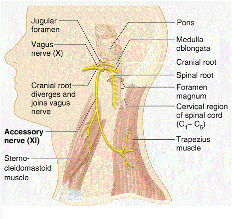 Spinal accessory nerve : origin , course & applied anatomy