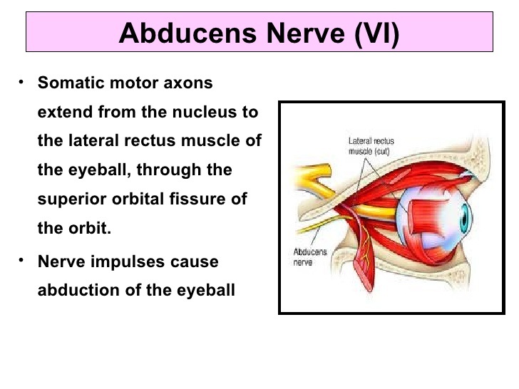 Abducens Nerve