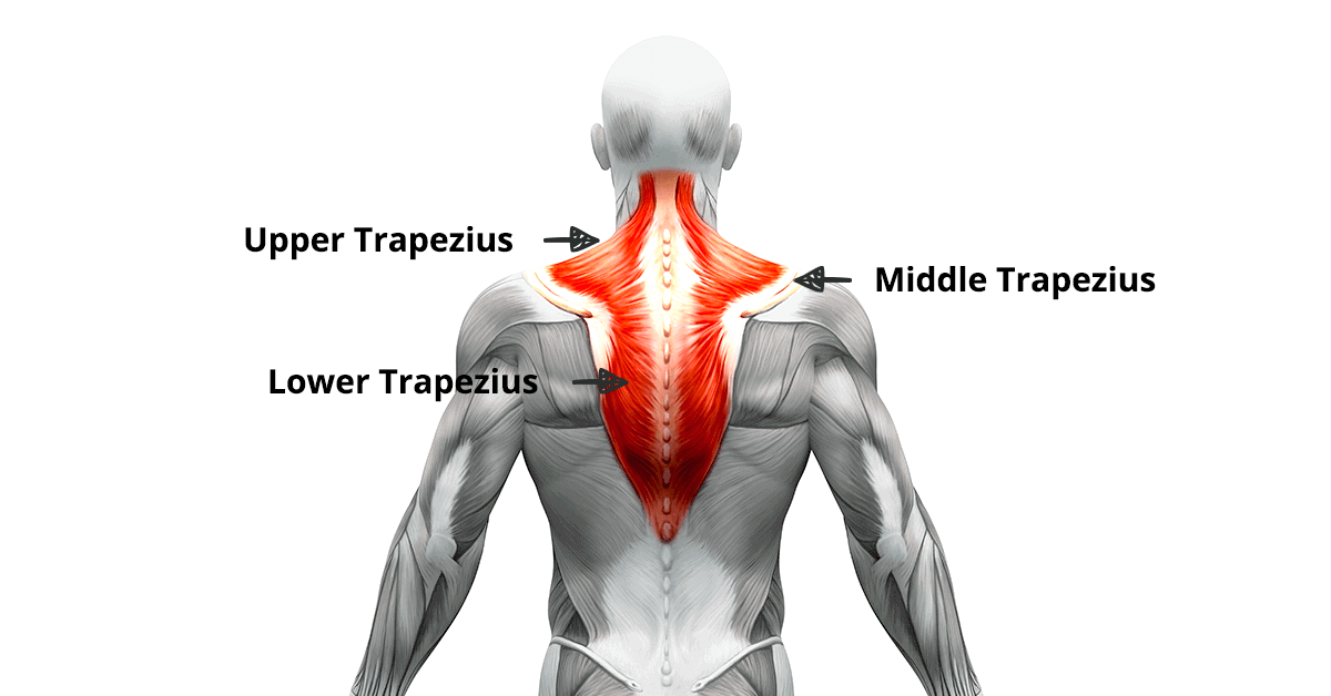 Shoulder Shrug Exercise: Muscles worked, Health Benefits, How to do?