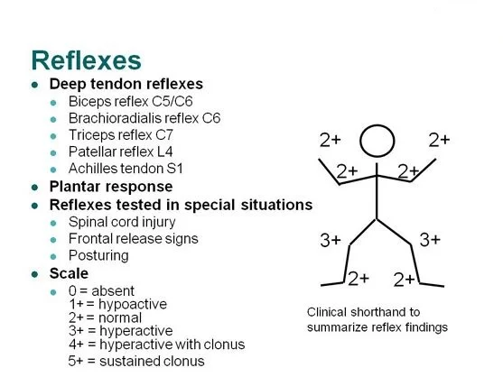 Normal Plantar Reflex