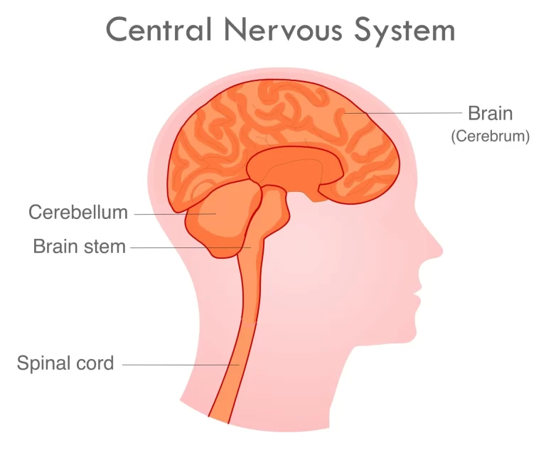 central nervous system