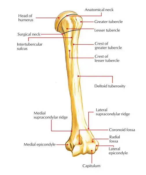 Humerus Bone - Anatomy, Location, Function