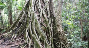 A Strangler fig at Central Station