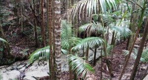 Palms line the creek