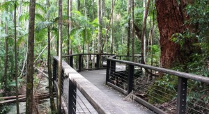 A section of the boardwalk beside the stream