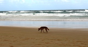 A genuine Fraser Island dingo