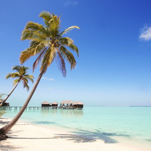 Tropical beach with palm trees and overwater bungalows under a clear blue sky.