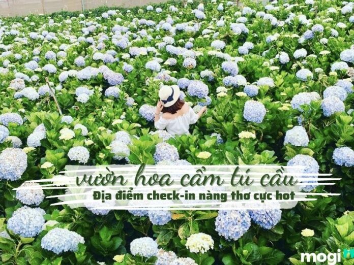 vườn hoa cẩm tú cầu