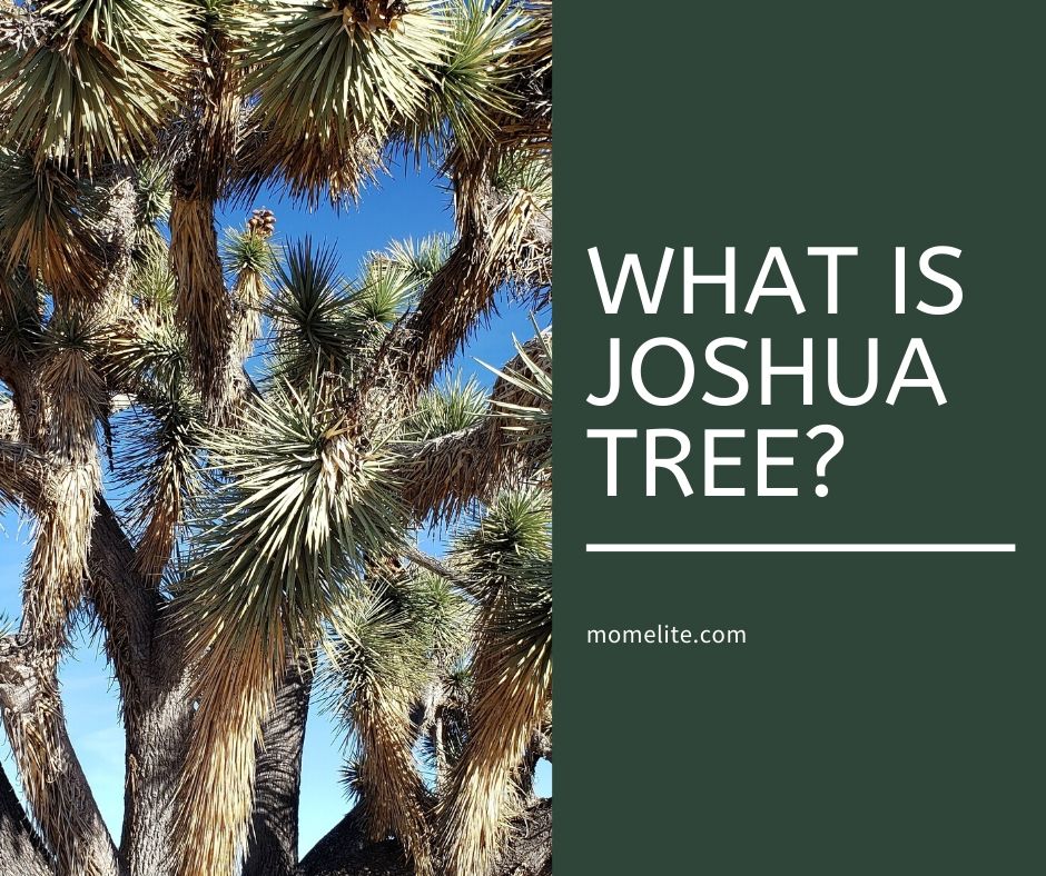 what is joshua tree