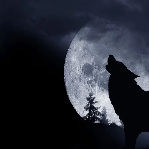 Alpha Wolf Moon • Mommy's Memorandum