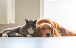 Best and cheapest pet insurance