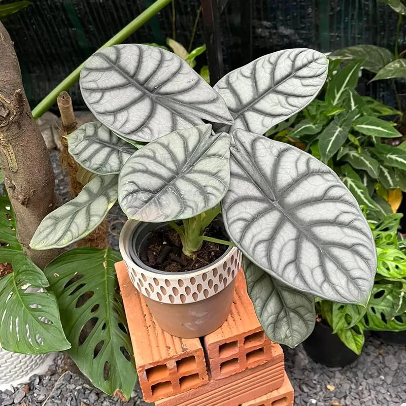 Alocasia Silver Dragon