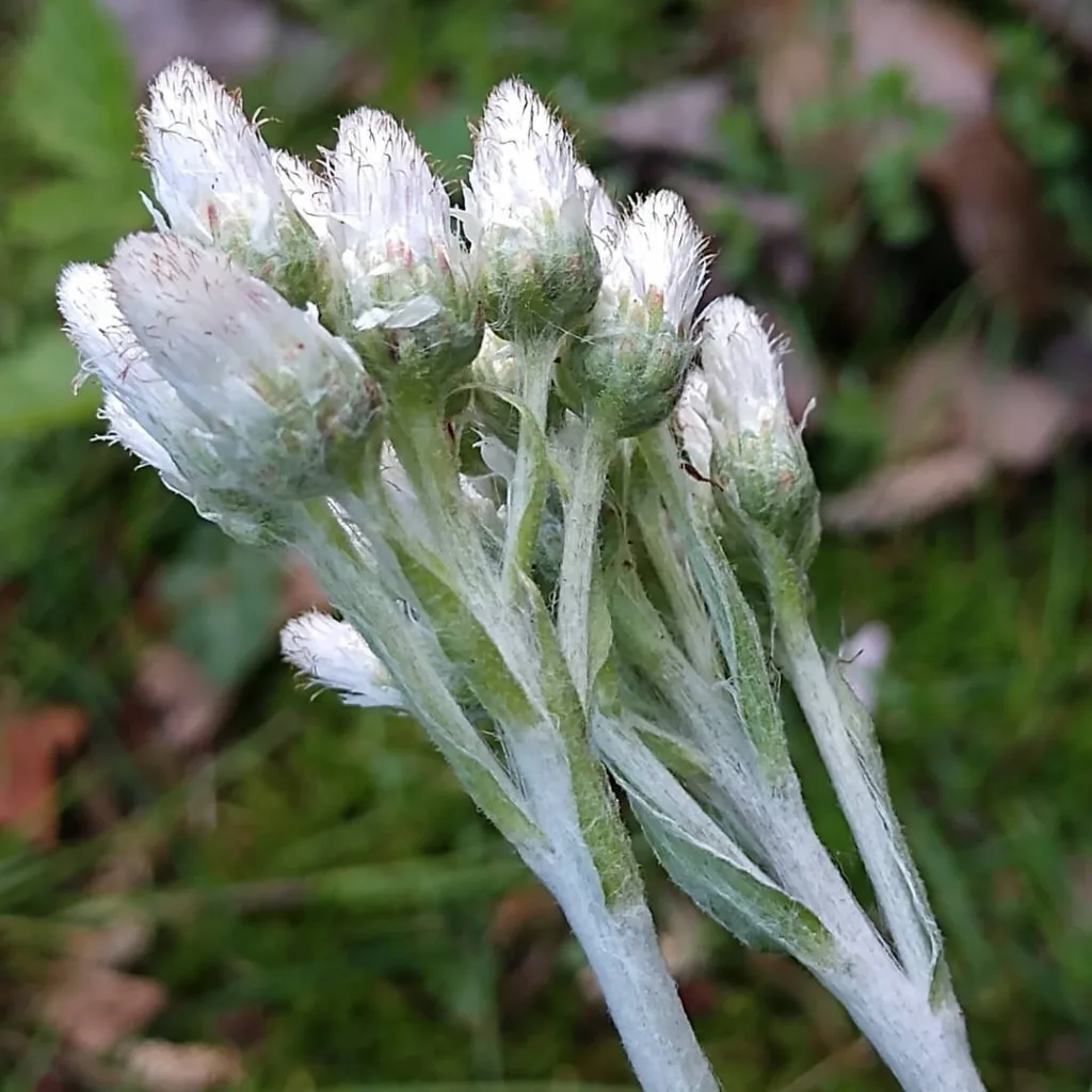 Antennaria Plantaginifolia