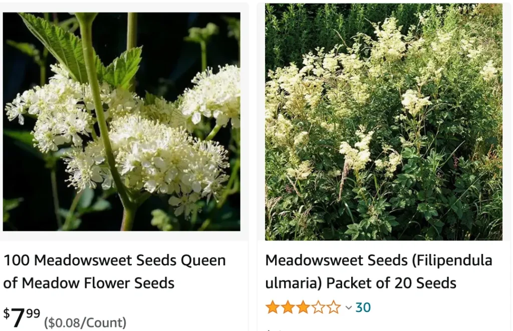 Meadowsweet