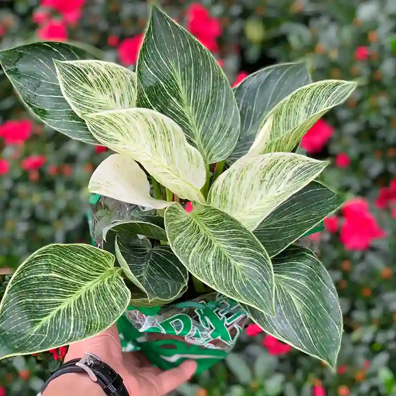 Philodendron Birkin