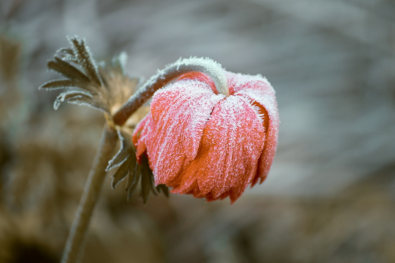 protect plants against frost with a high tunnel