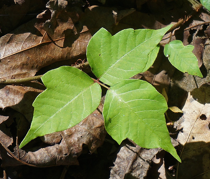 6 Natural Ways To Kill Poison Ivy Plants