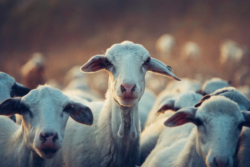 understanding goat behavior