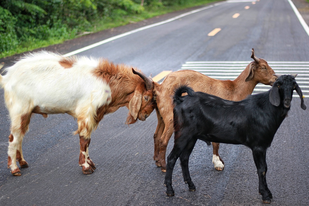 goatherd dynamics