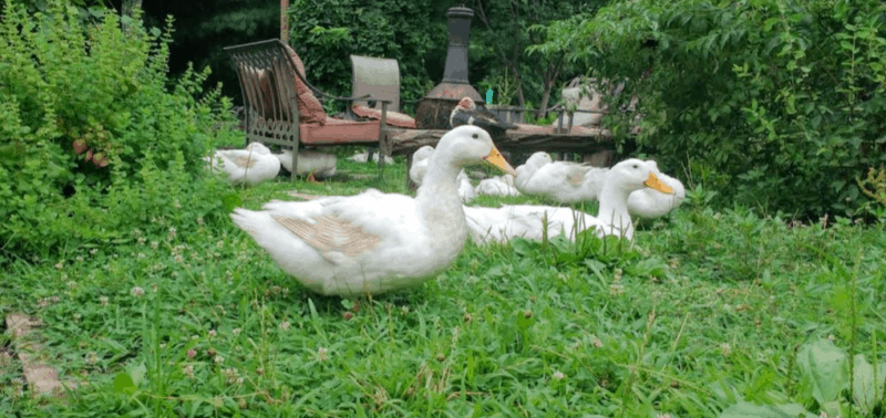 supervised freedom is my favorite way to keep ducks