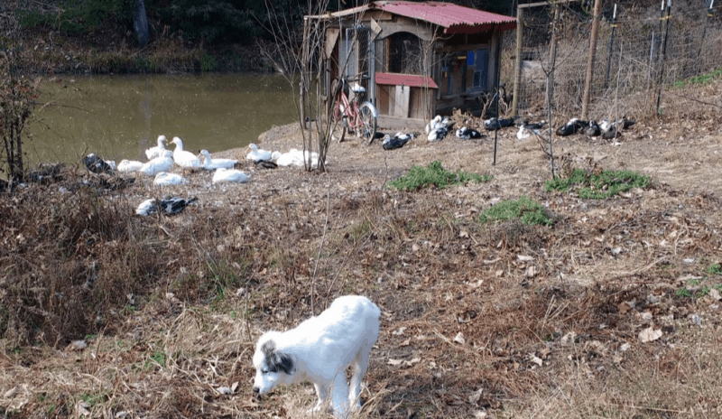 Set up the duck camp to be protected by a guard dog