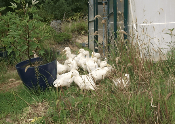 you could keep your ducks in a greenhouse