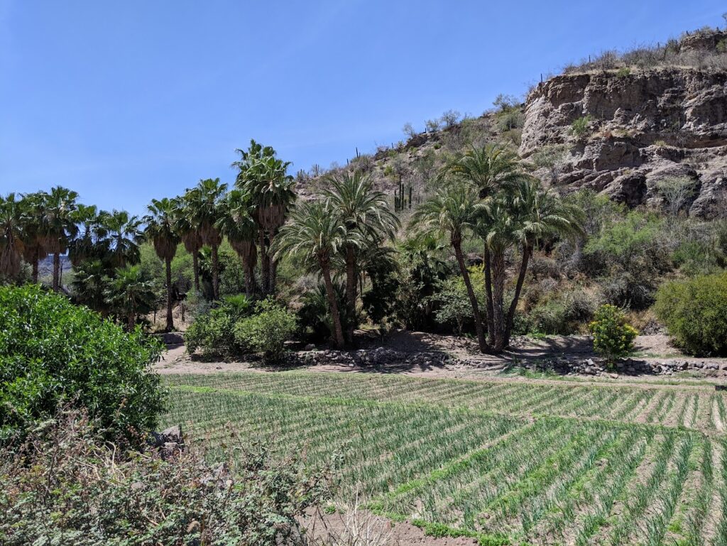 farms at the San Javier Mission