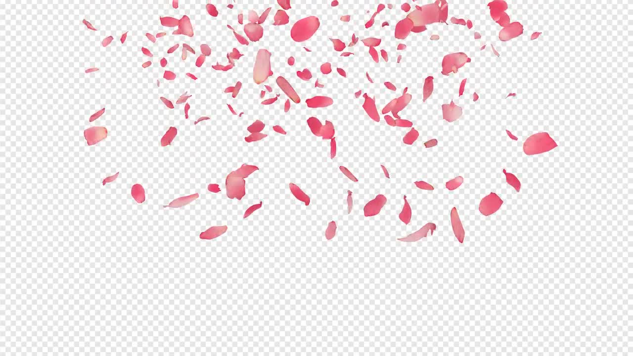 Falling Rose Petals Stock Motion Graphics Motion Array