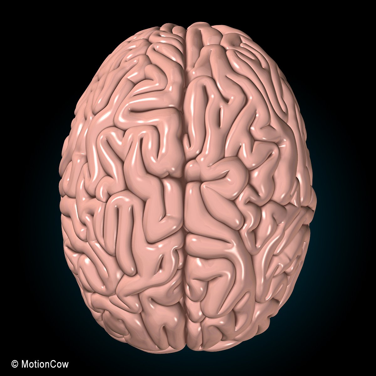 Human Brain Ultimate – MotionCow