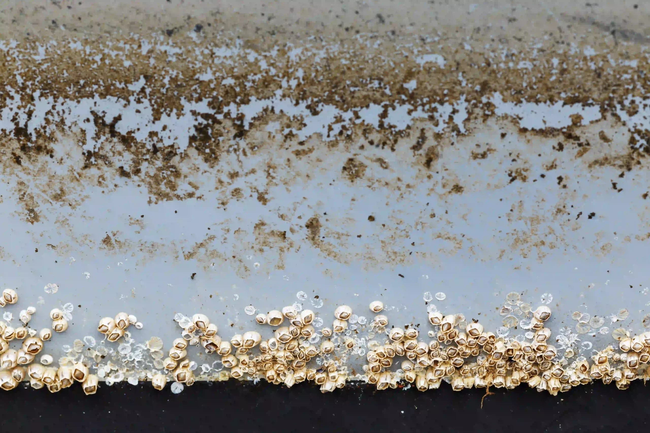 Marine Biofouling