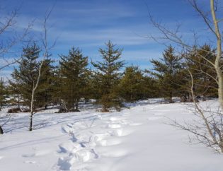 Snow Field