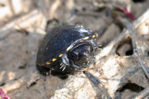 Mud Turtle Tucked Inside Tiny Shell Wallpaper