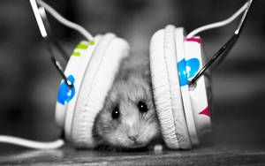 Music Lover Rat Wallpaper