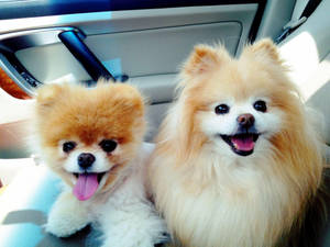 Pomeranian Dogs Inside A Car Wallpaper